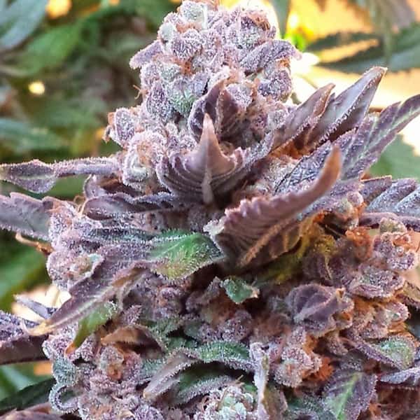 Purple Strawberry Bliss Seed > Pheno Finder Seeds | Feminized Cannabis   |  Sativa